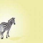 Zebra - Yellow - Illustrated Print - 8 X 10..
