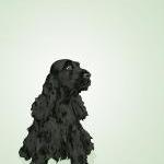 Black English Cocker Spaniel Dog Portrait - Mint..