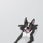 Boston Terrier - Grey Illustrated Print - 8 X 10..