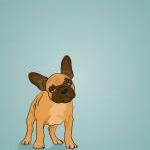 French Bulldog Puppy Portrait - Illustration - 5 X..