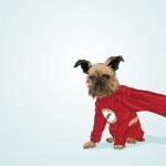 Baconman - Digby Van Winkle Griffon Dog Portrait -..