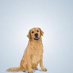 Golden Retriever Dog Portrait - Blue Illustrated..