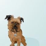 Digby Van Winkle Griffon Dog Portrait - Blue..