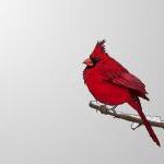 Snowy Red Cardinal - Illustrated Print - 8 X 10..