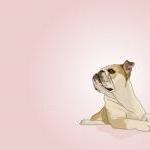 Fawn English Bull Dog - Pink Illustration - 8 X 10..