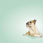 Fawn English Bull Dog - Pink Illustration - 8 X 10..