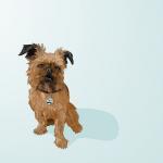 Mini Print - Digby Van Winkle Dog Portrait - 3 X 3..