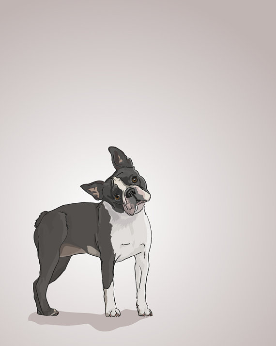 Boston Terrier Dog Portrait - Illustrated Print - 5 X 7 Archival Matte